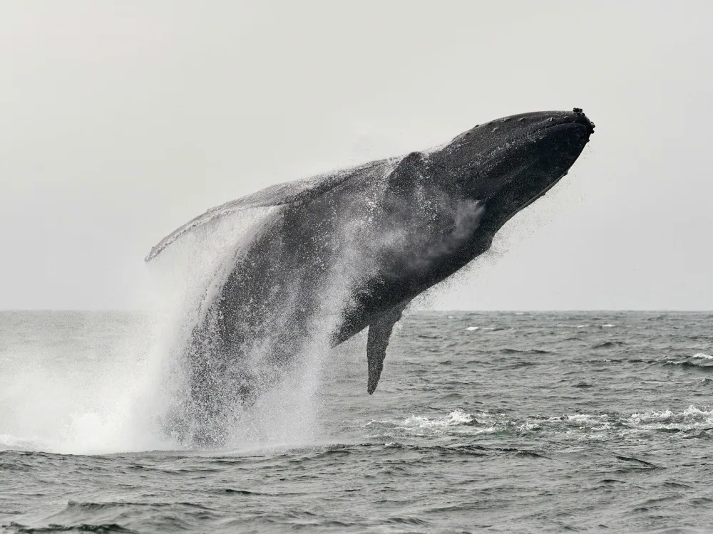 The Whale Demo Package