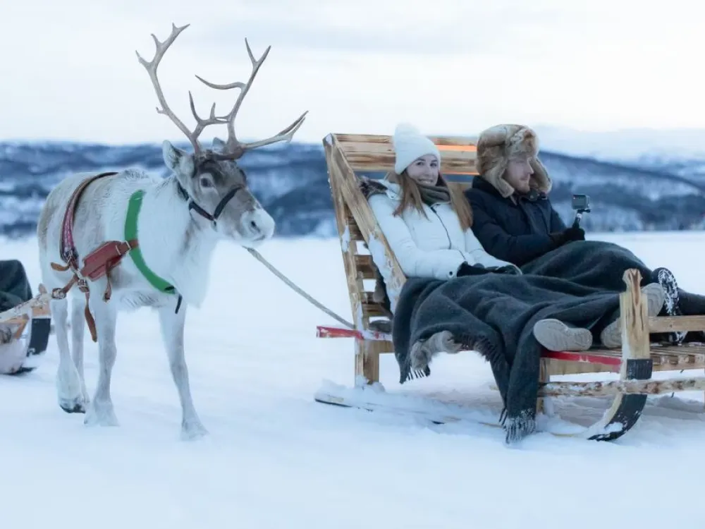 Short Reindeer Sledding, Reindeer Feeding and Sami Culture