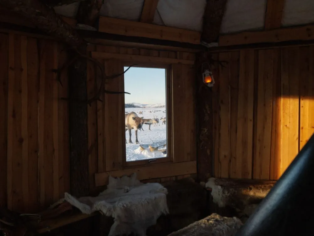 Short Reindeer Sledding, Reindeer Feeding and Sami Culture