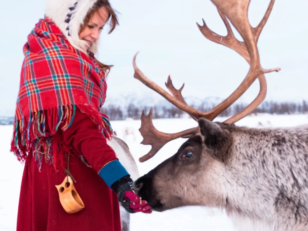Long Reindeer Sledding, Reindeer Feeding and Sami Culture