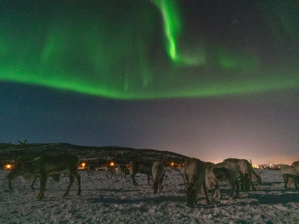 Reindeer Camp Visit & Aurora Chase